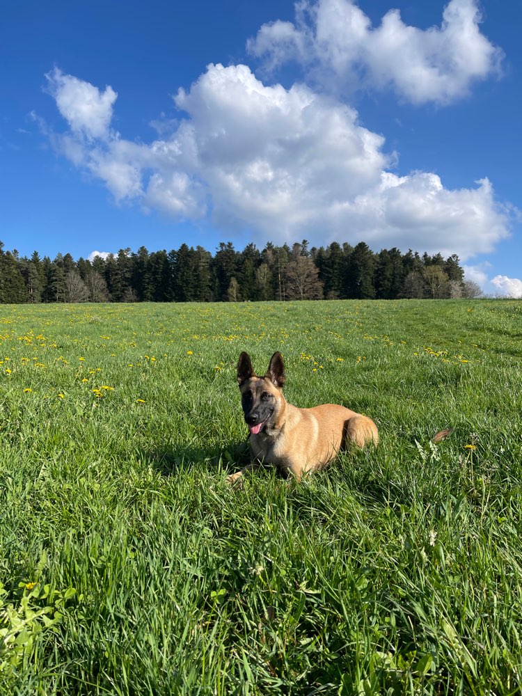 Hundetreffen-Hundetreffen zur Übung von Hundebegegnungen-Profilbild