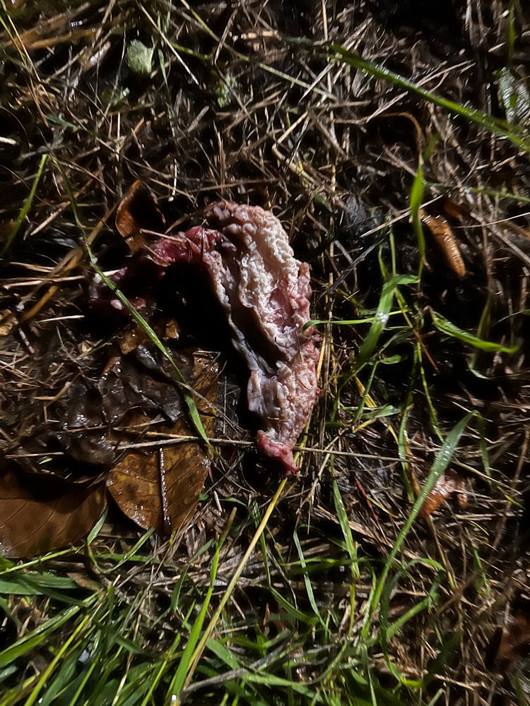 Giftköder-Eventuell Giftköder-Profilbild