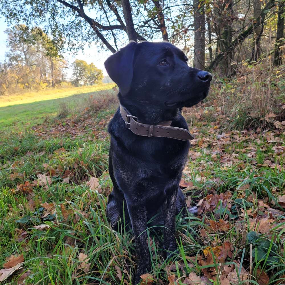 Hundetreffen-Hundefreunde gesucht 🐶😊-Profilbild