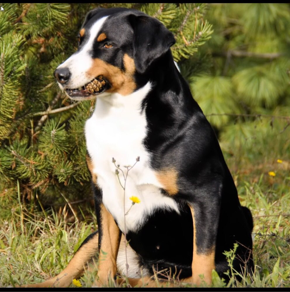 Hundetreffen-Spielen, Spaziergänge-Profilbild