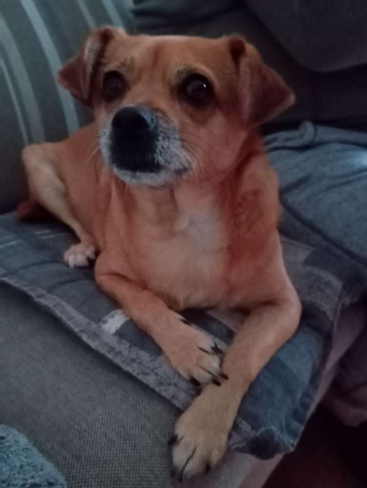 Hundetreffen-Spiel- und Gassirunde in Winterberg-Profilbild