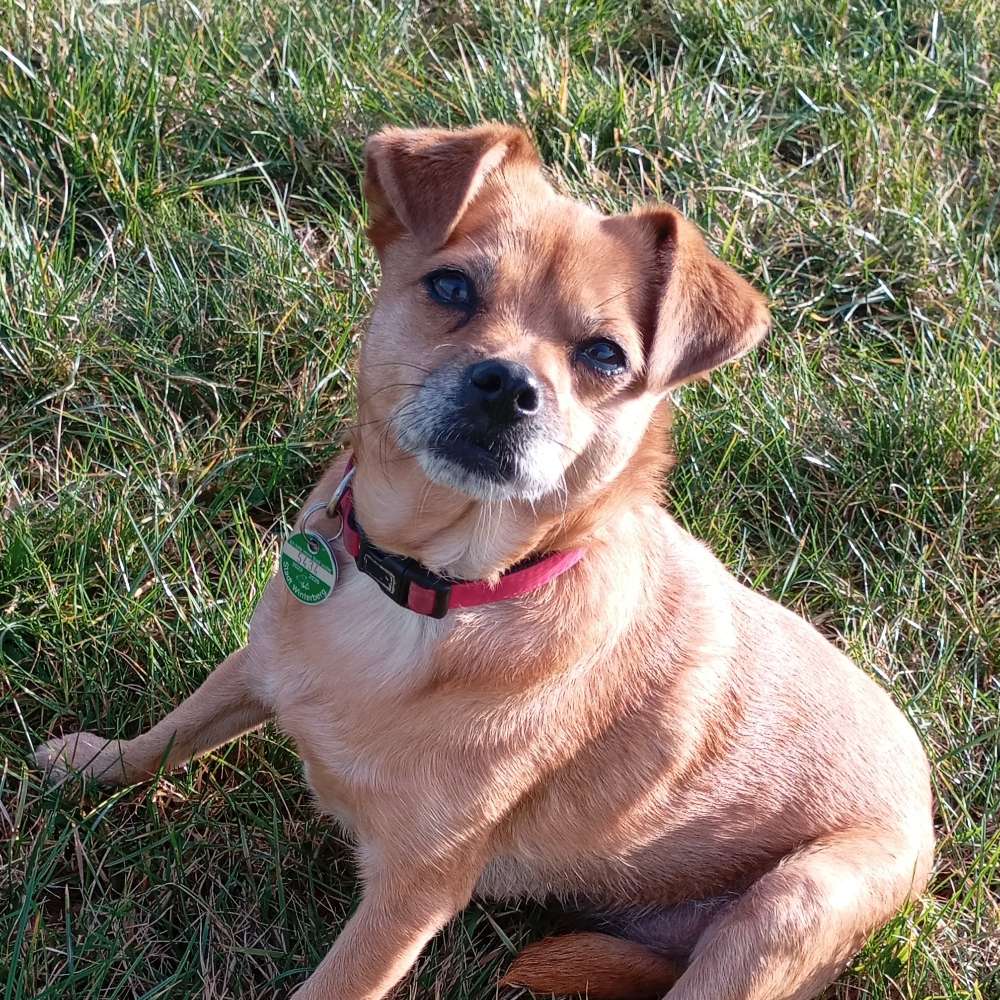 Hundetreffen-Treffen zum Spazieren gehen-Profilbild