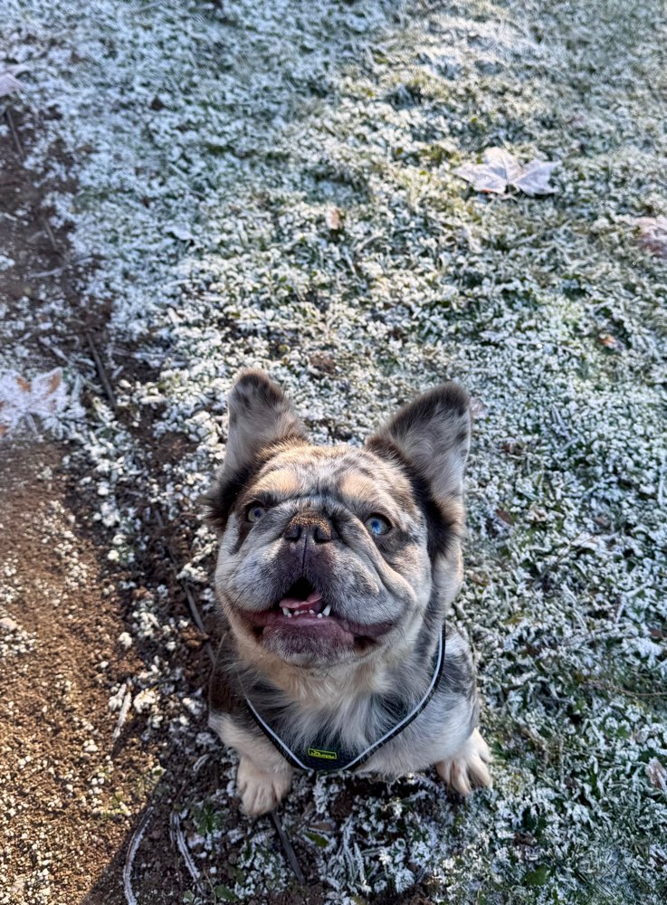 Hundetreffen-Spiel- und Gassirunden-Profilbild