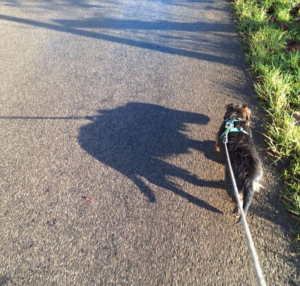 Hundetreffen-Gemeinsame Gassi Runden-Profilbild