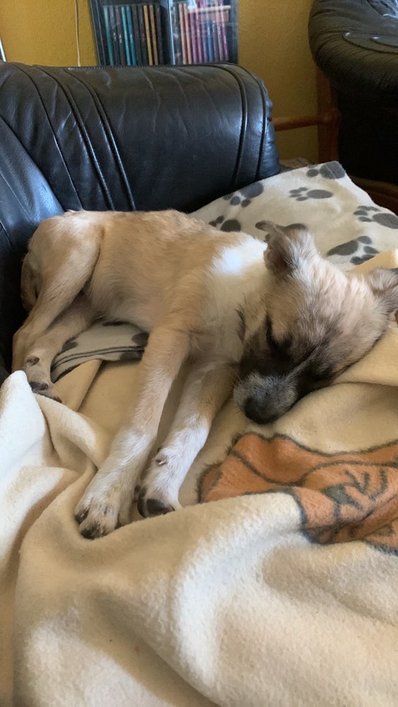 Hundetreffen-Spielkameraden-Profilbild