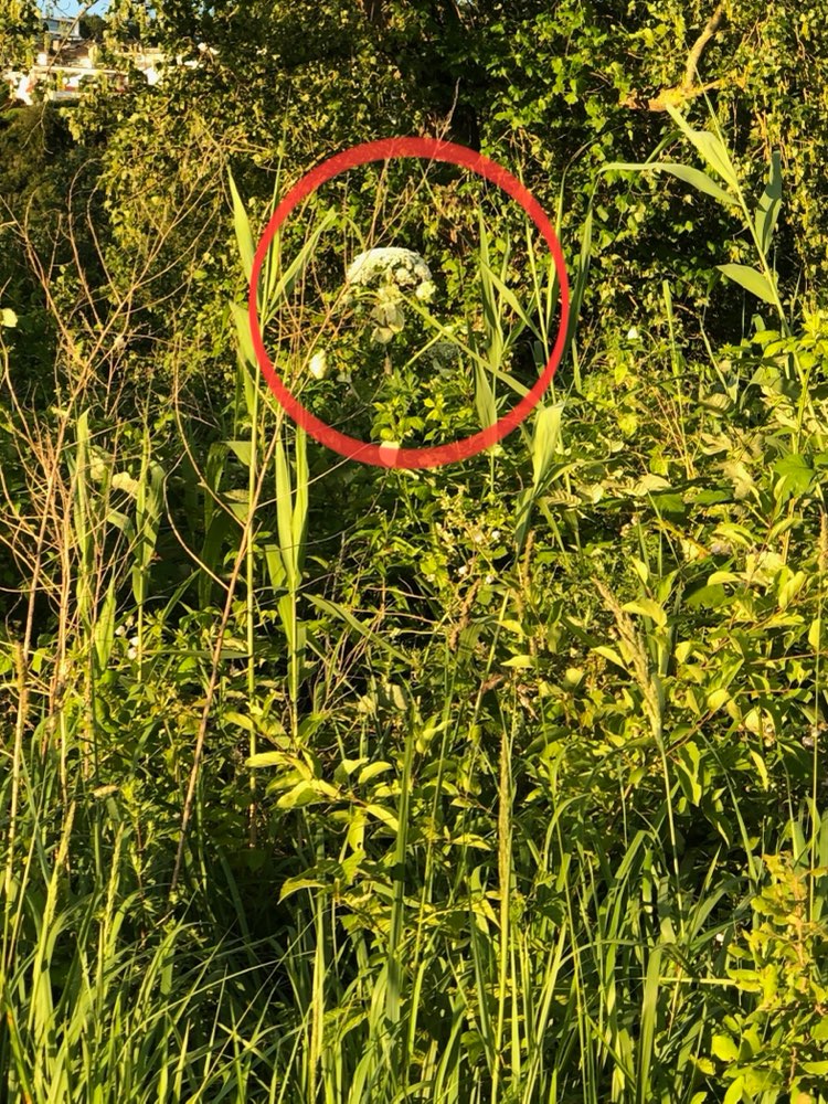 Giftköder-Riesenbärenklau-Profilbild