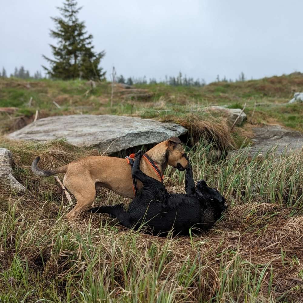 Hundetreffen-Spieldate mit lebhaftem Terriermix-Profilbild