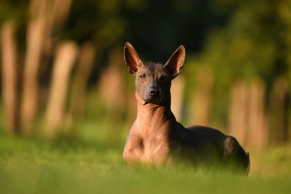 Hundetreffen-Gassipartner-Profilbild