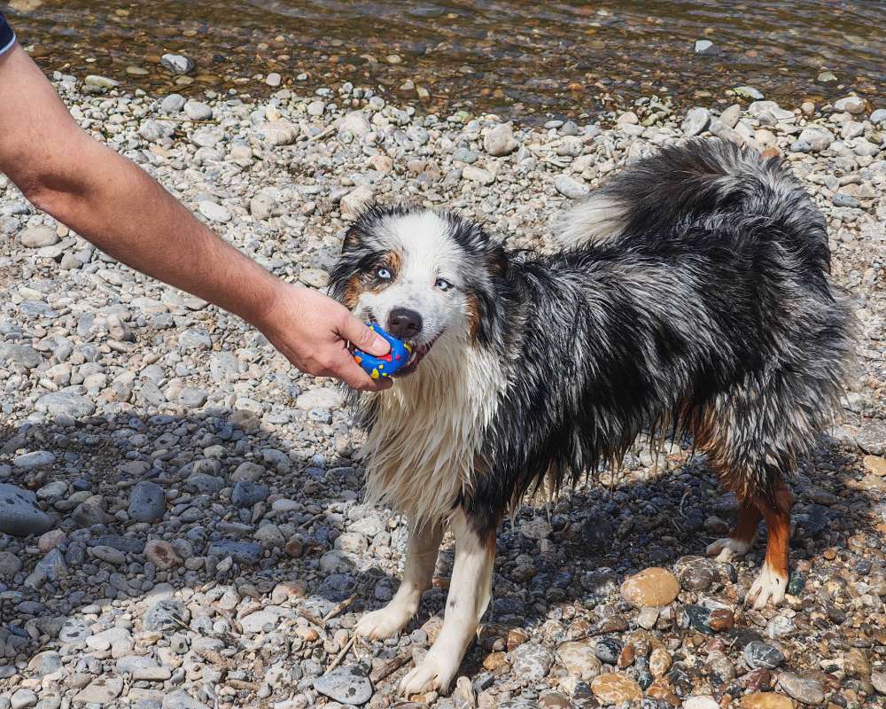 Hundetreffen-Spieltreffen-Profilbild