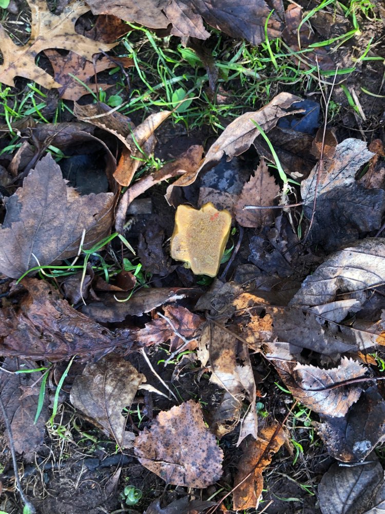 Giftköder-Giftköder Fund-Profilbild