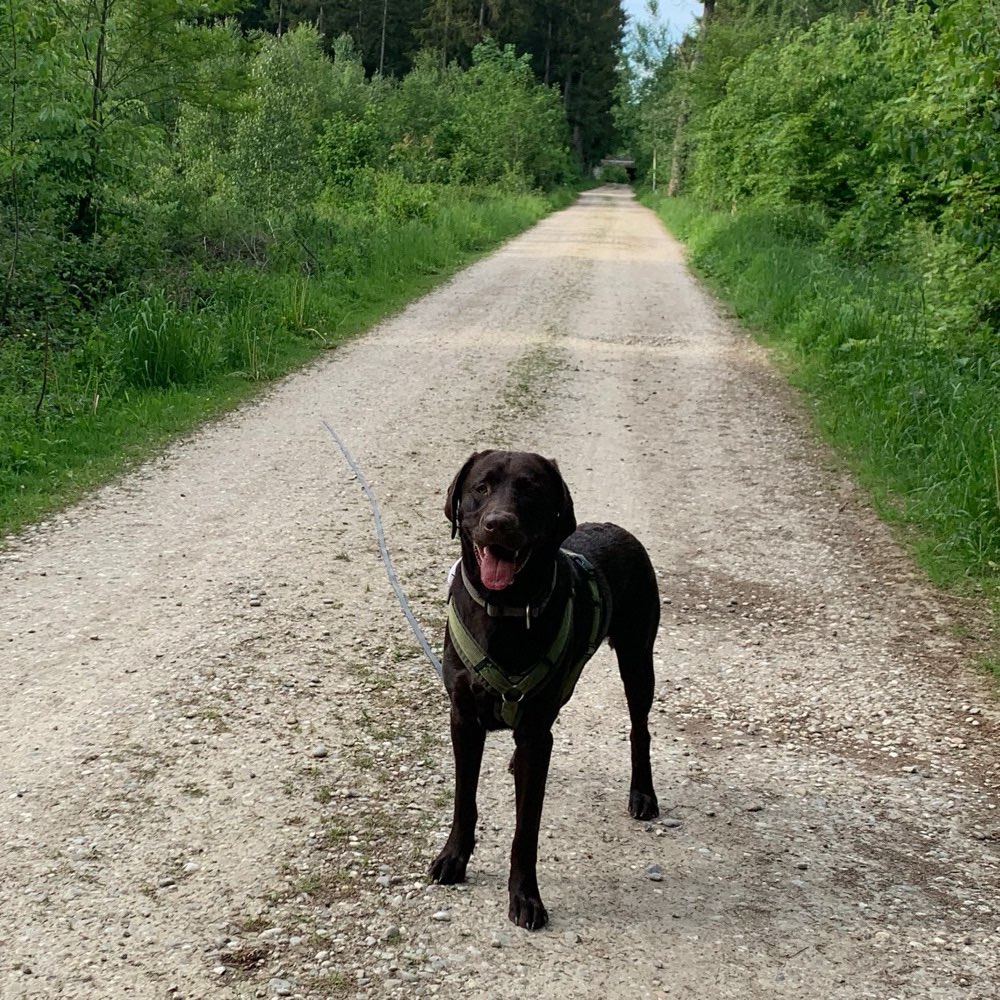 Hundetreffen-Social Walk & gemeinsames Training-Profilbild