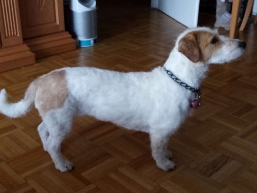 Hundetreffen-Aktiv in "Kronsrode"-Profilbild