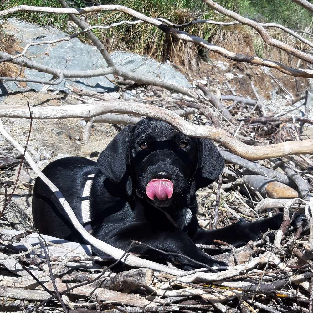 Hundetreffen-Welpen/Hundetreff-Profilbild