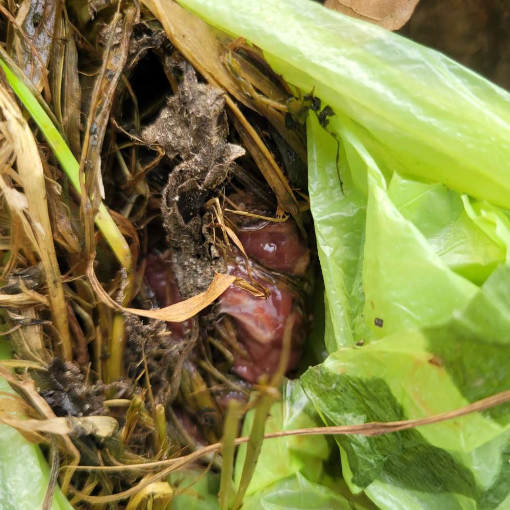 Giftköder-Giftköder in der Vöhrumer Feldmark-Profilbild