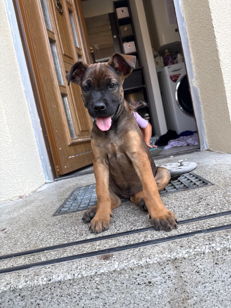 Hundetreffen-Welpentreff- Spielen, Sozialwalk, gemeinsames Training-Profilbild