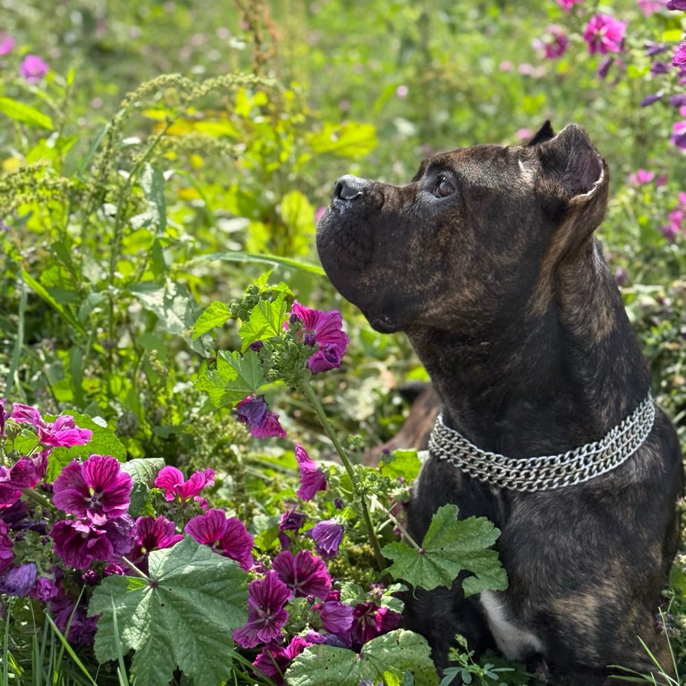 Hundetreffen-Hundetreff-Training, spielen, sozialisieren-Profilbild