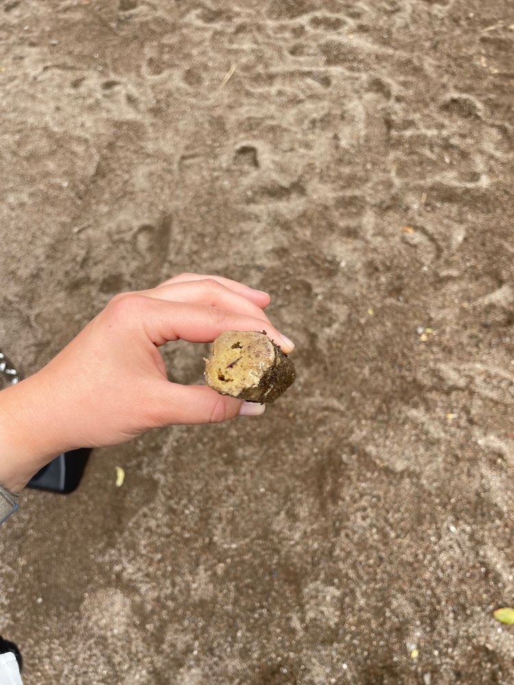 Giftköder-Mögliche Giftköder-Profilbild