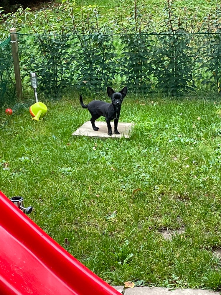 Hundetreffen-Junghundtreffen Siegburg-Profilbild