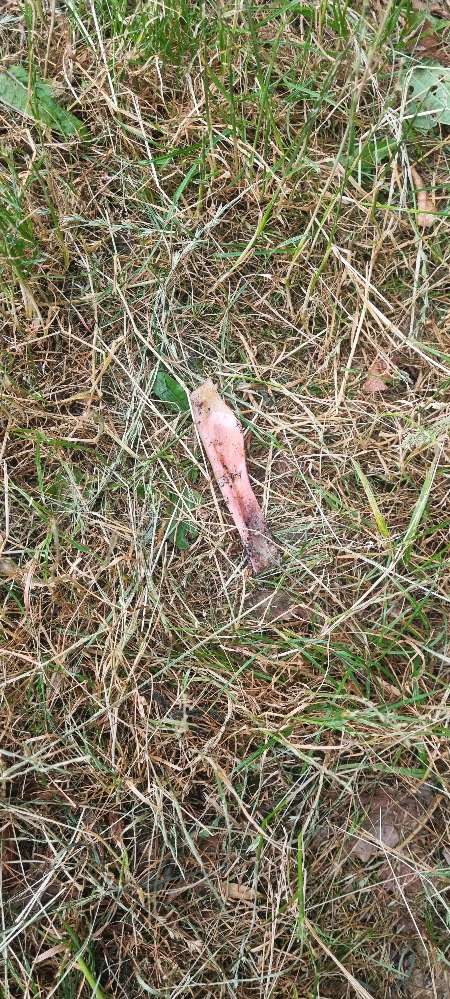 Giftköder-Knochen auf dem Weg nach Randersacker-Profilbild