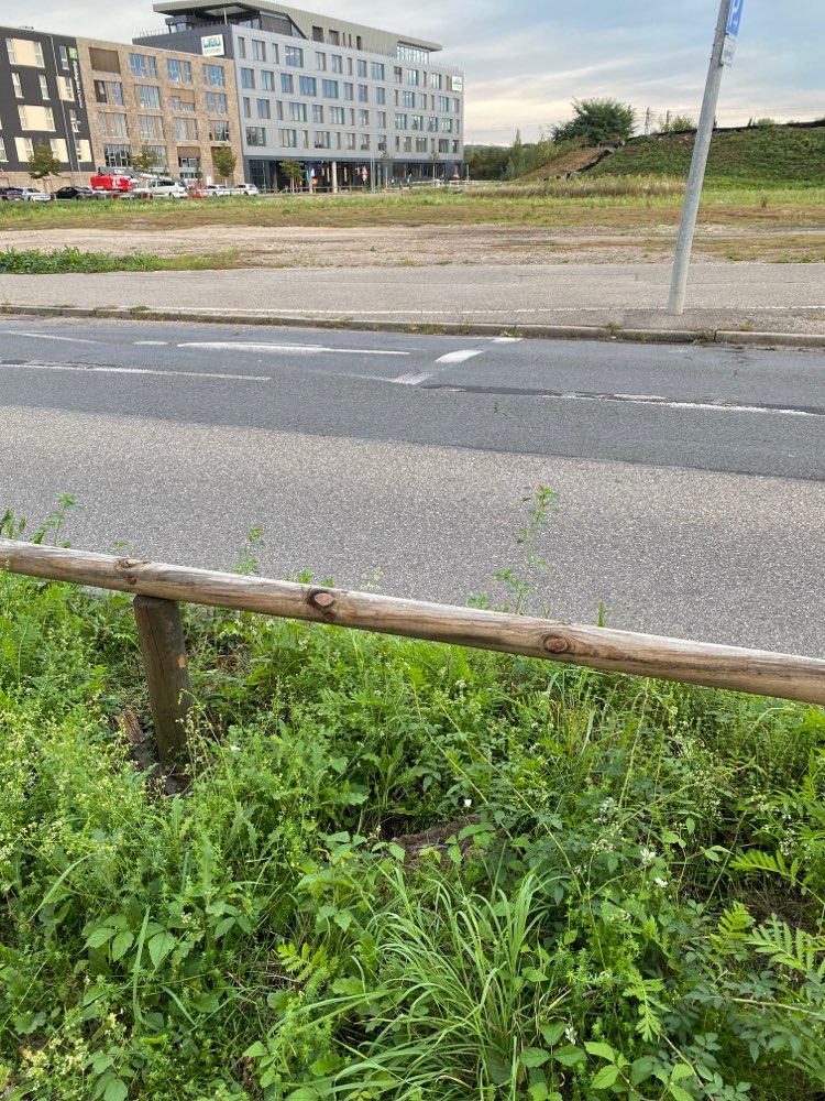 Giftköder-Kranker Hase im Gras an der Straße-Profilbild