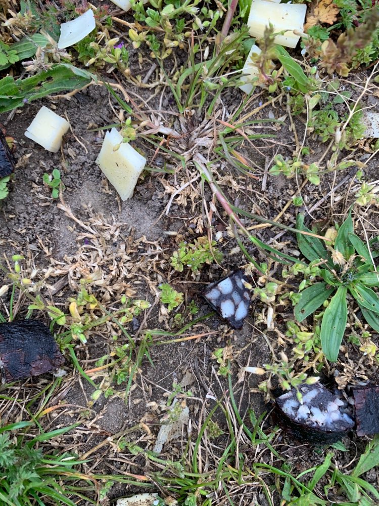 Giftköder-Ausgelegte Wurst- Käseköder-Profilbild