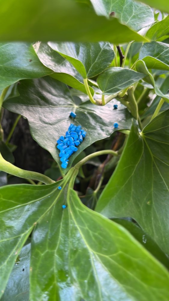 Giftköder-Schnecken Korn-Profilbild