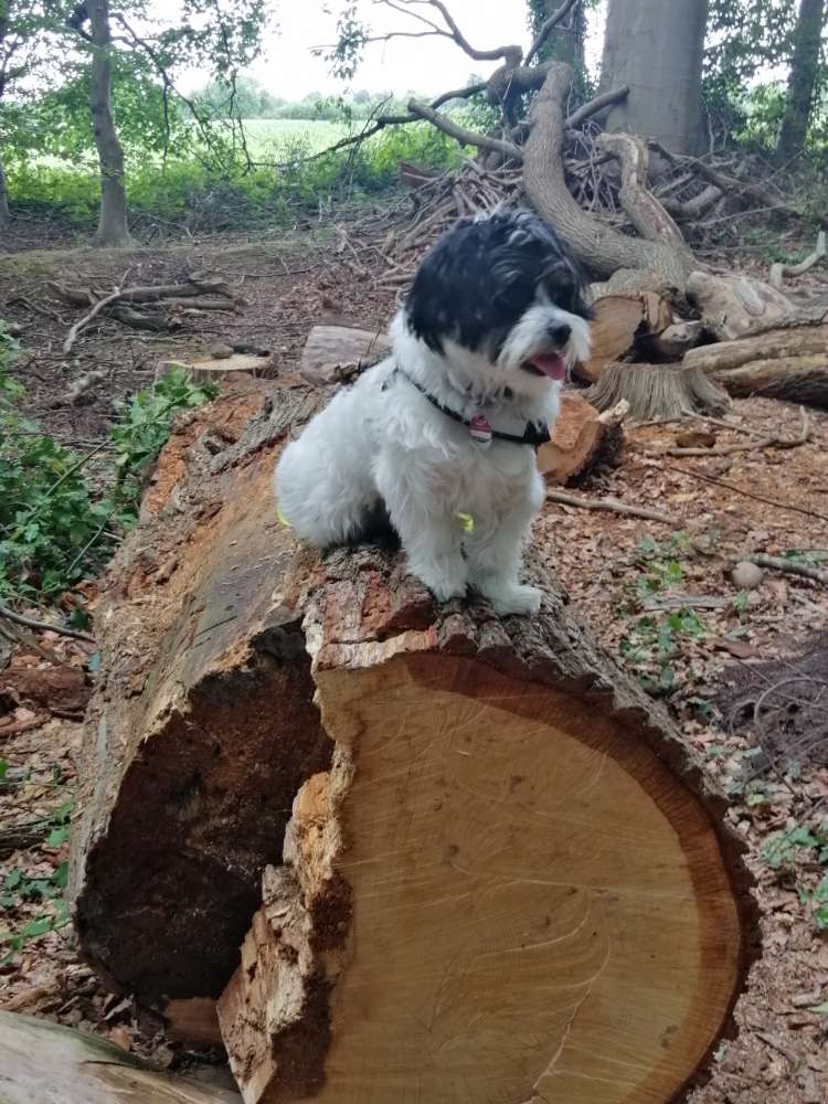 Hundetreffen-Gassirunde und Spieltreffen-Profilbild