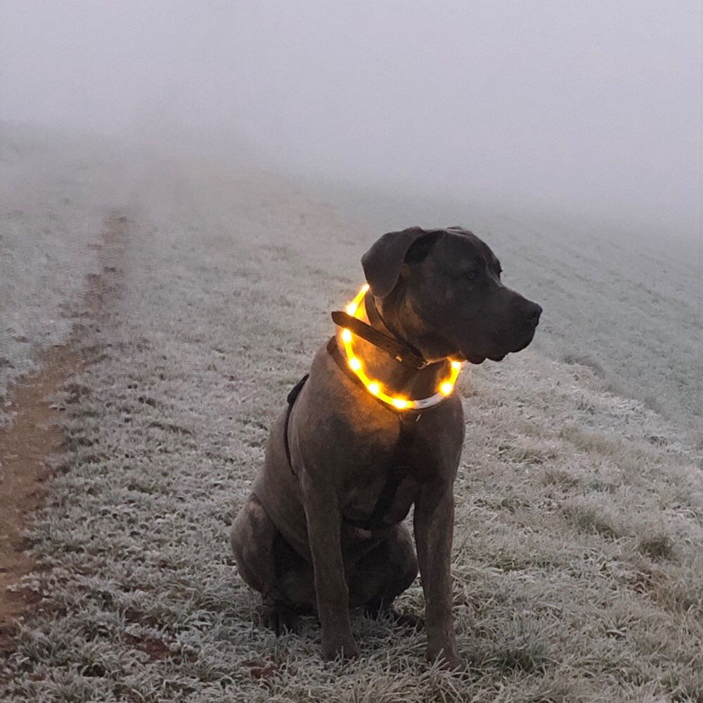 Hundetreffen-Gemeinsam Spazieren gehen und wenns passt auch gern spielen.-Profilbild