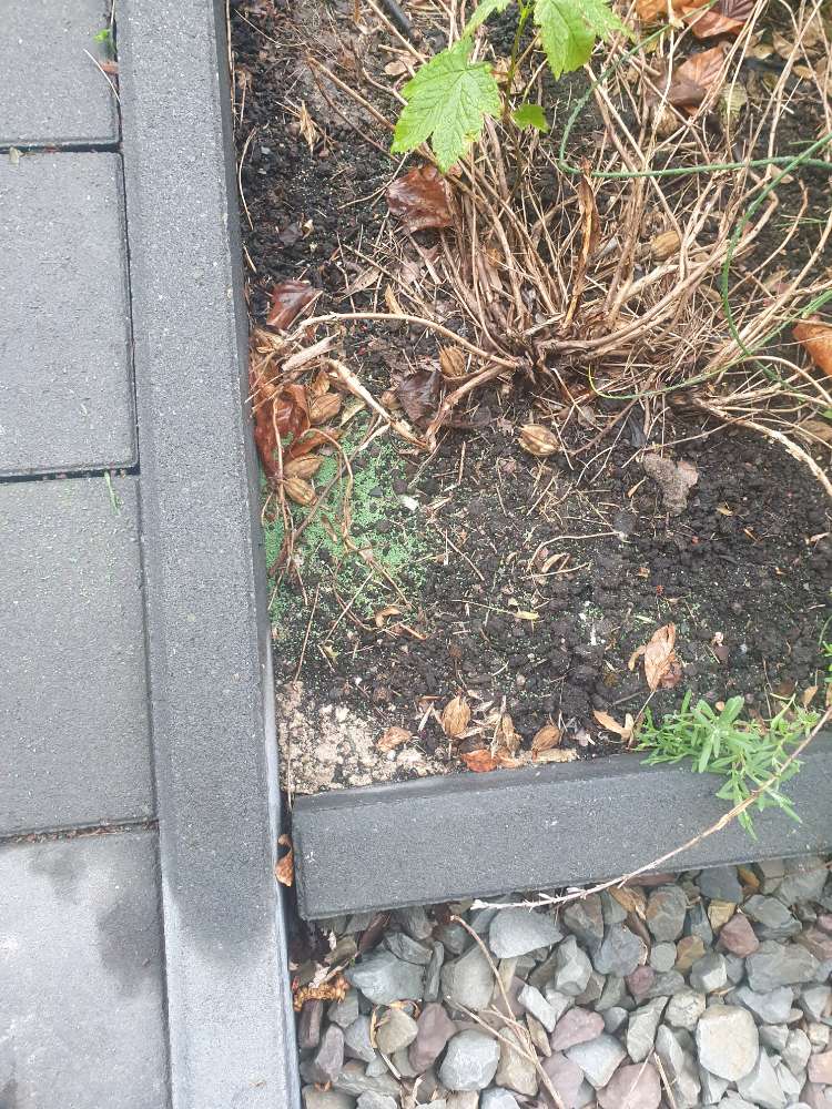 Giftköder-Giftköder in Rhede-Profilbild