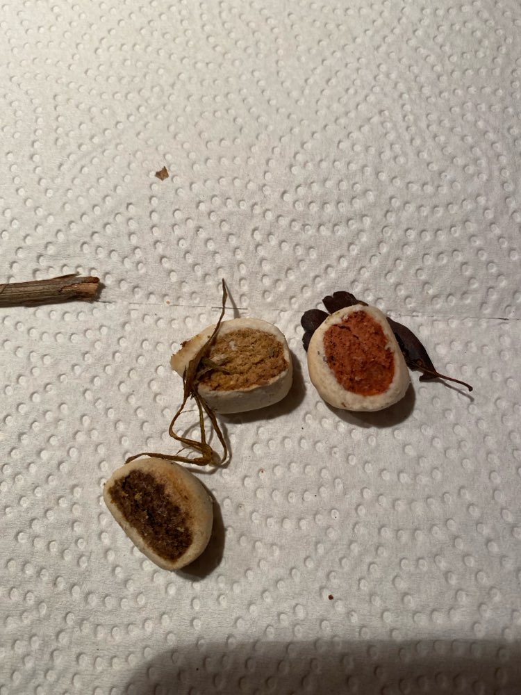 Giftköder-Hundeleckerlie unter Blättern-Profilbild