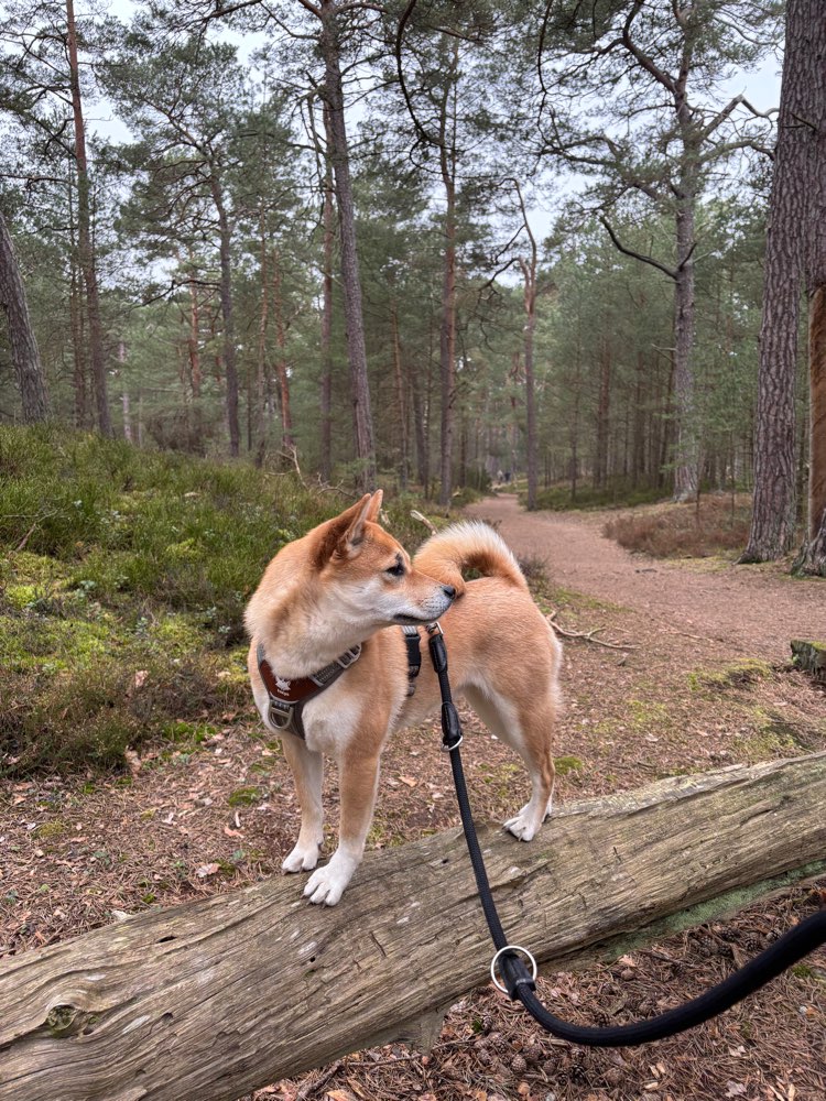 Hundetreffen-Spaziergang / Social Walk in Groß Oesingen und Umgebung-Profilbild
