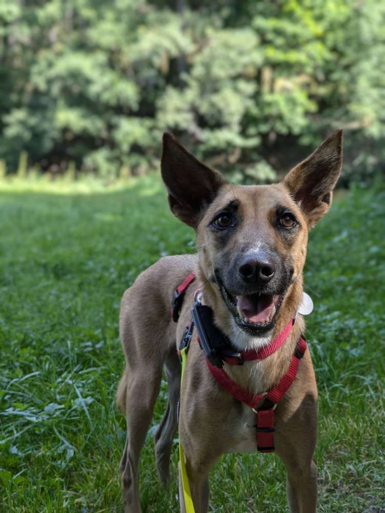 Hundetreffen-Gassirunde in Neustadt-Profilbild