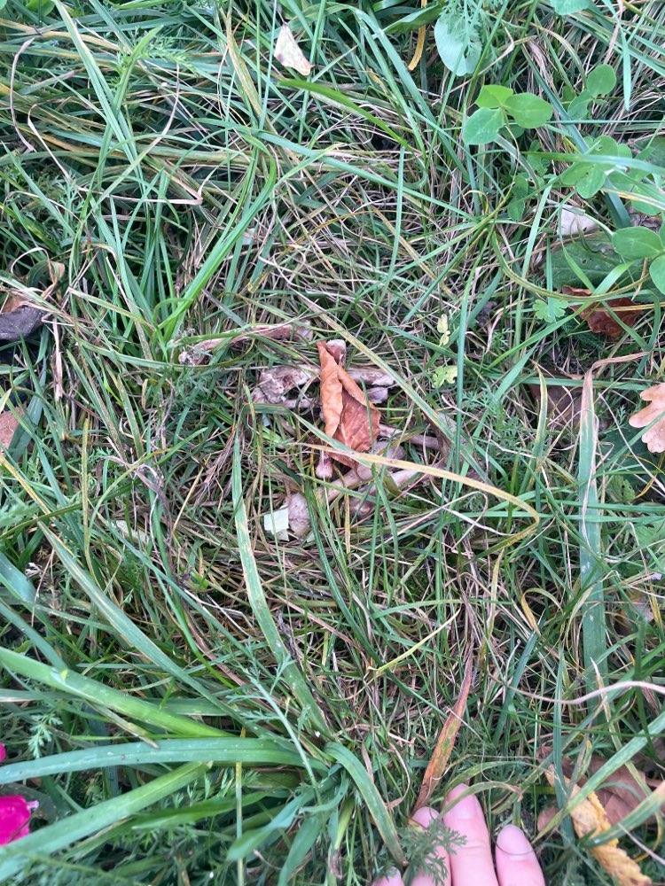 Giftköder-Knochenstücke-Profilbild