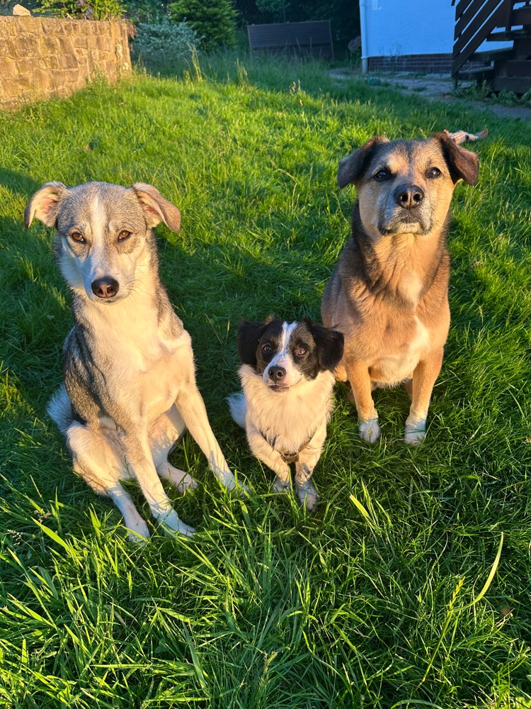 Hundetreffen-Gemeinsame Spaziergänge-Profilbild