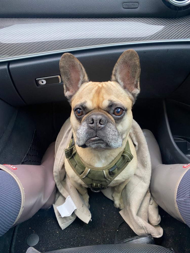 Hundetreffen-Westend / Charlottenburg - Spielkameraden gesucht-Profilbild