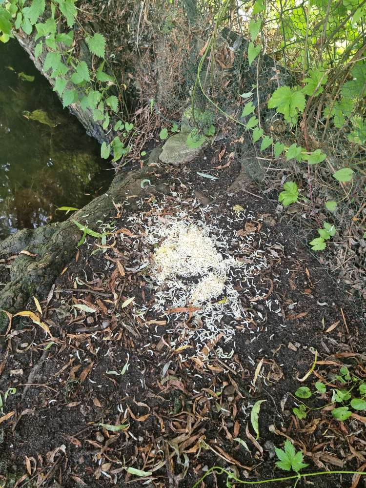 Giftköder-Möglicher Giftköder am Zaun-Profilbild