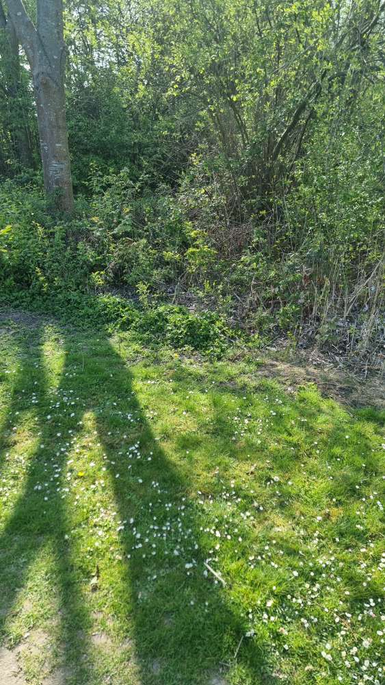 Giftköder-Möglicher Giftköder, Reisähnliche Körner-Profilbild