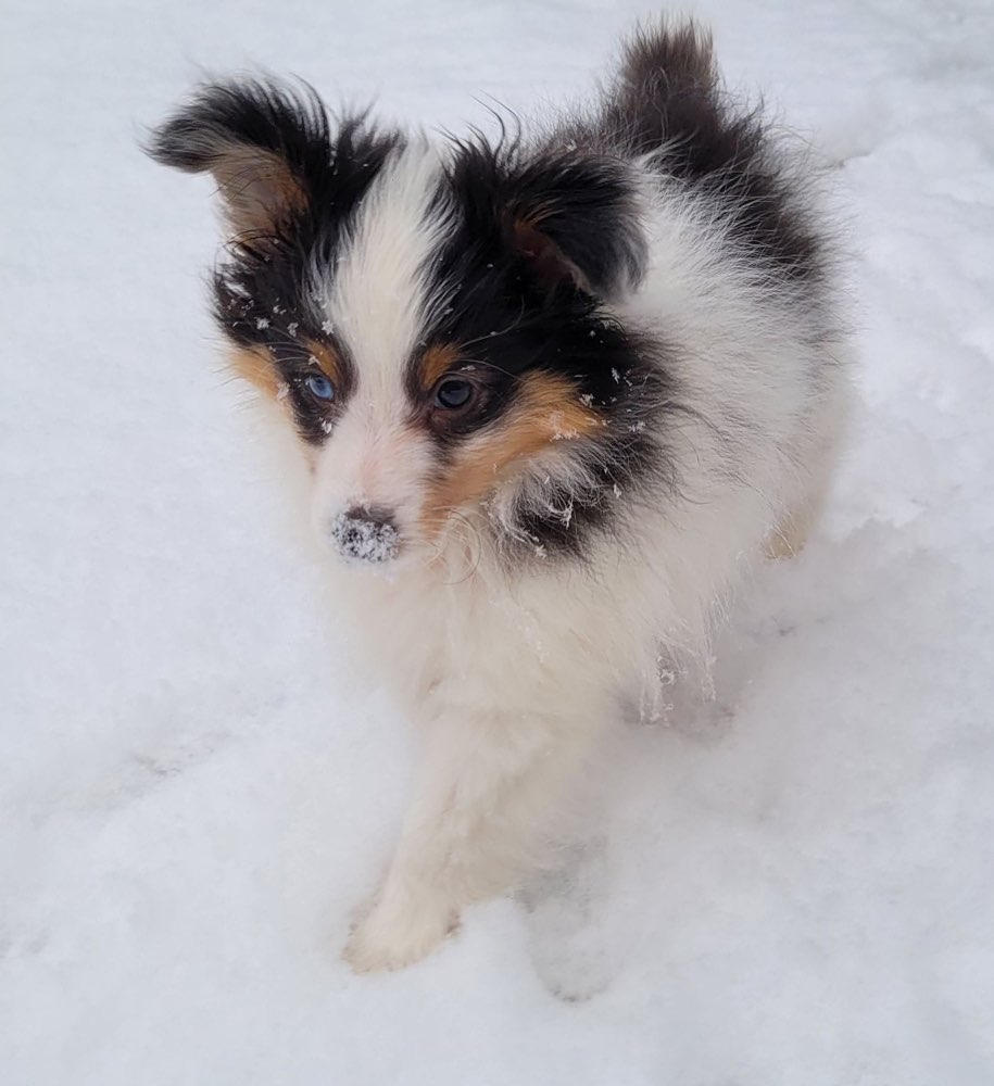 Hundetreffen-Welpentreffen-Profilbild