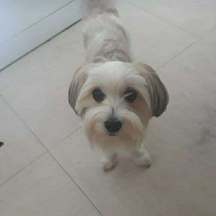 Hundetreffen-Hunde freunde gesucht-Profilbild