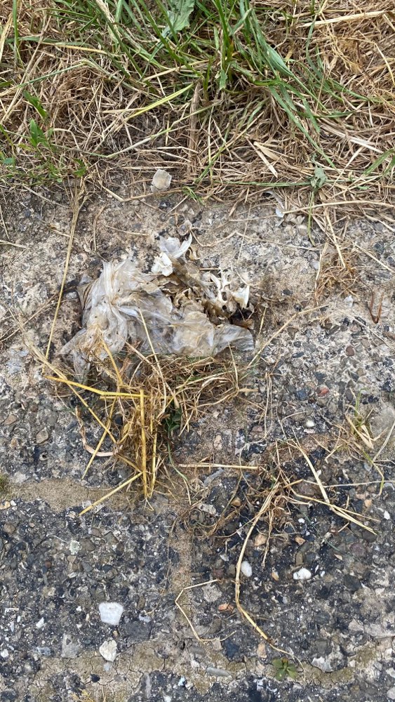 Giftköder-Kadaver-Profilbild