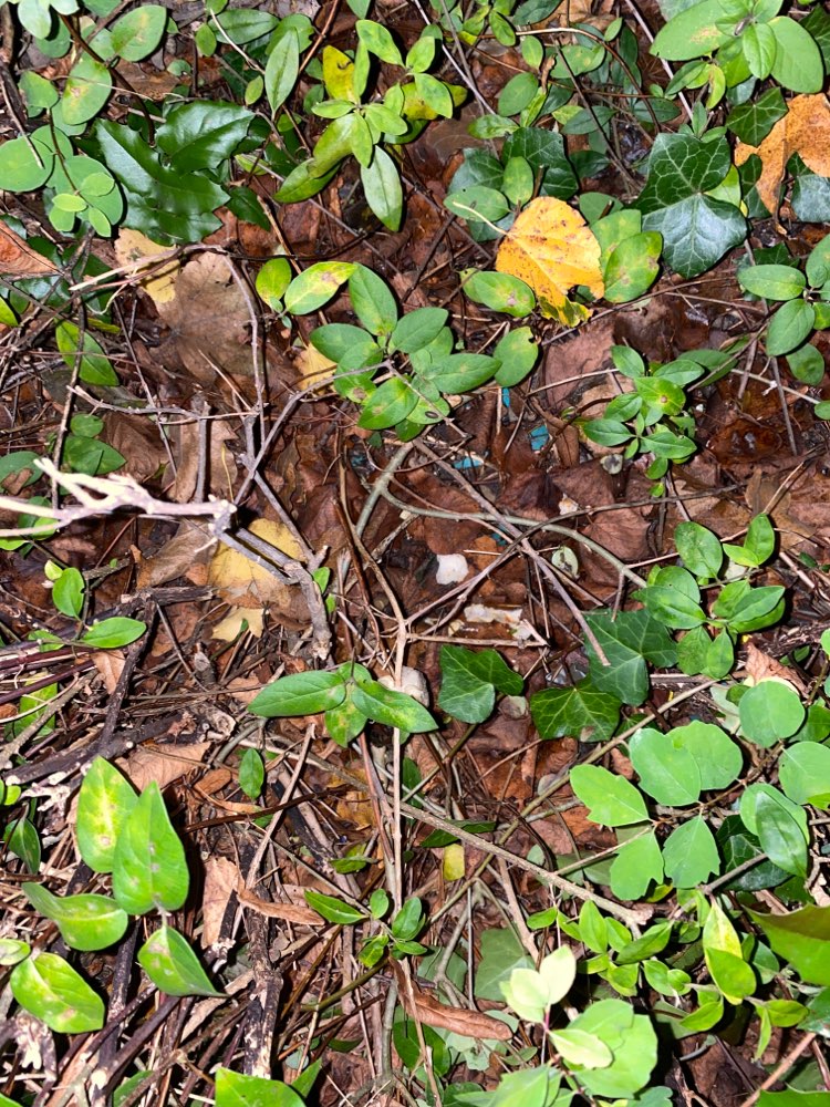 Giftköder-Fleischstücke mit Gewürz?-Profilbild