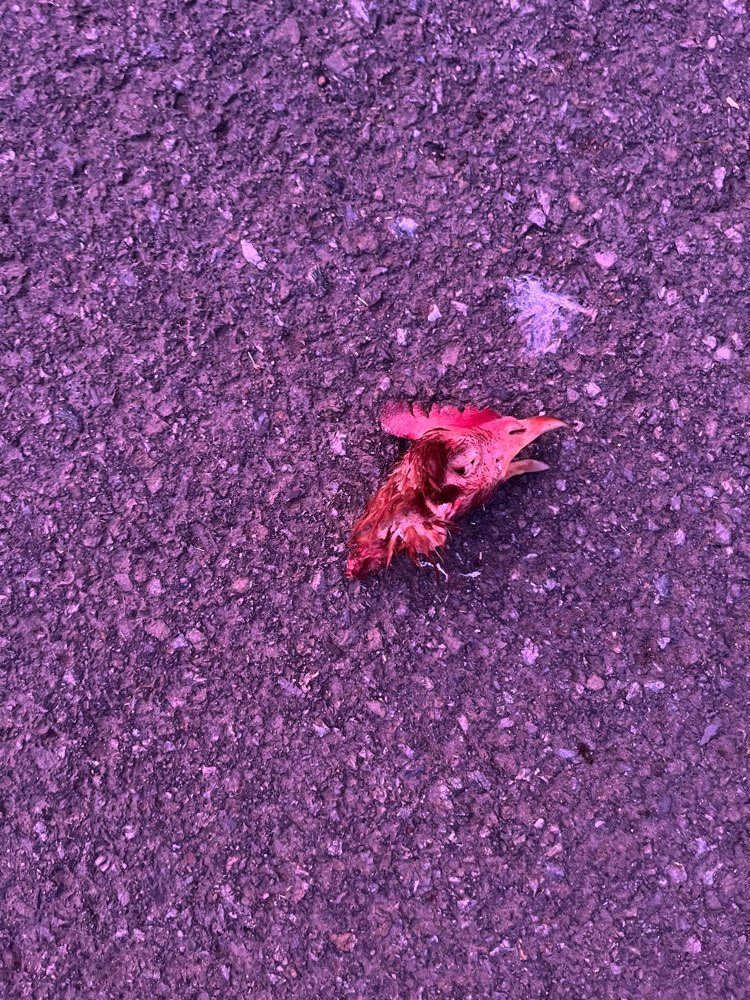 Giftköder-Abgetrennter Hühnerkopf (evtl Giftköder)-Profilbild