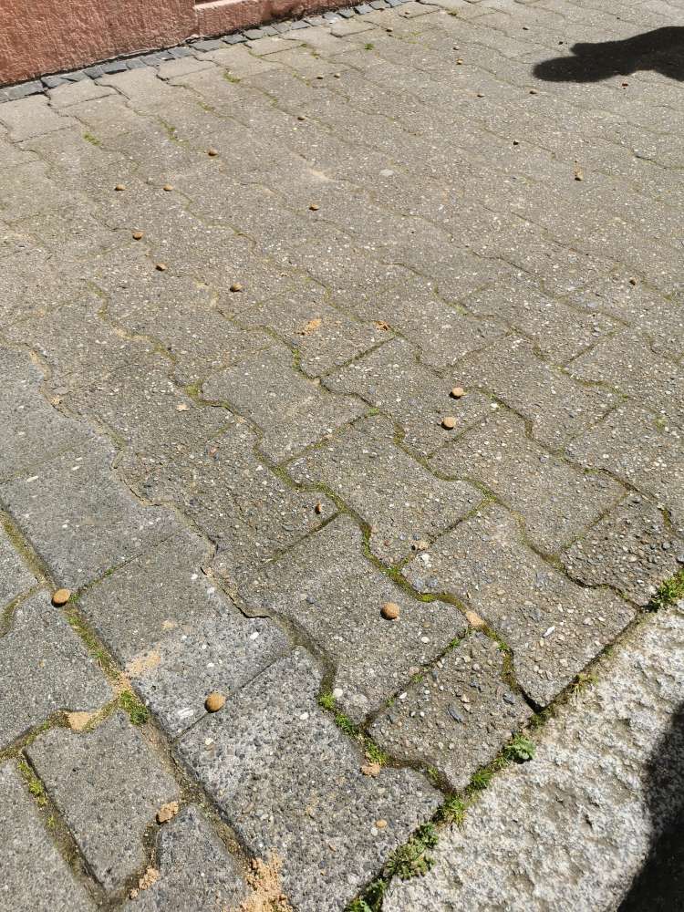 Giftköder-potentieller Giftköder-Profilbild