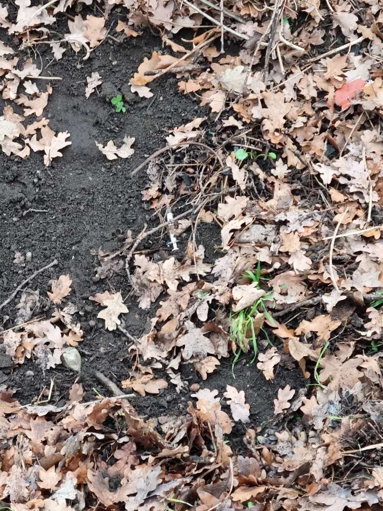 Giftköder-Spritzen auf dem Rasen-Profilbild