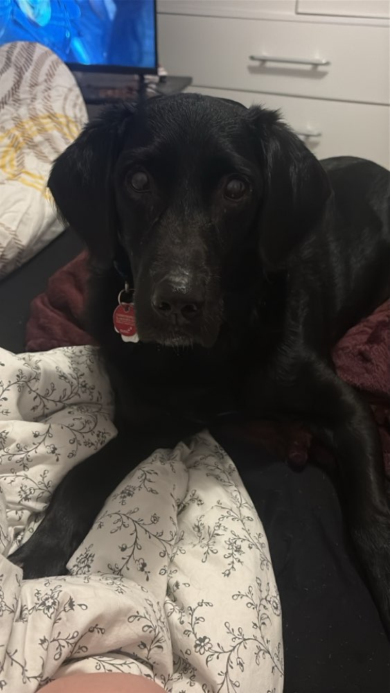 Hundetreffen-Gassi Freunde gesucht-Profilbild