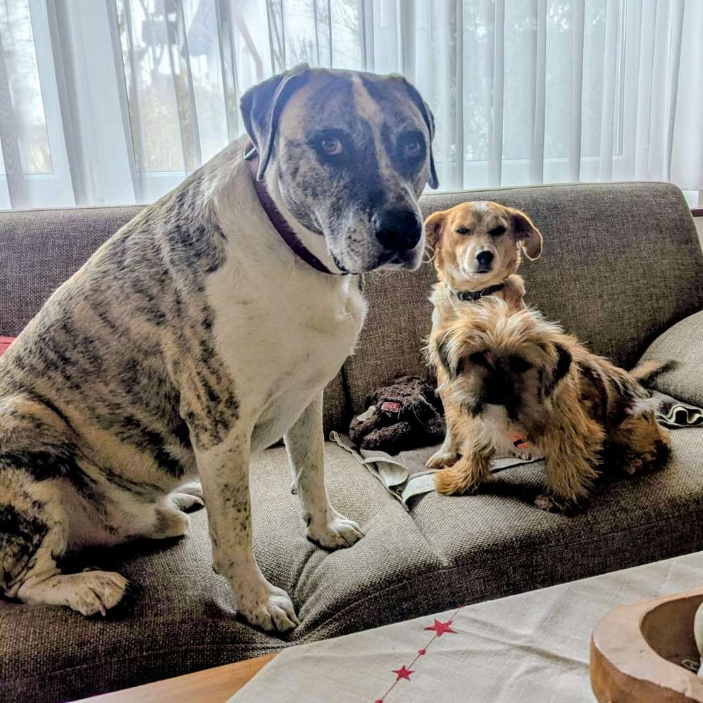 Hundetreffen-Gassi Umkreis Saal/Donau-Profilbild