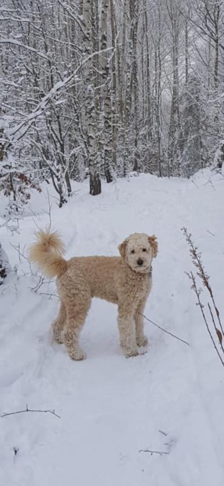 Hundetreffen-Kay sucht verspielte Hundefreunde ;-)-Profilbild