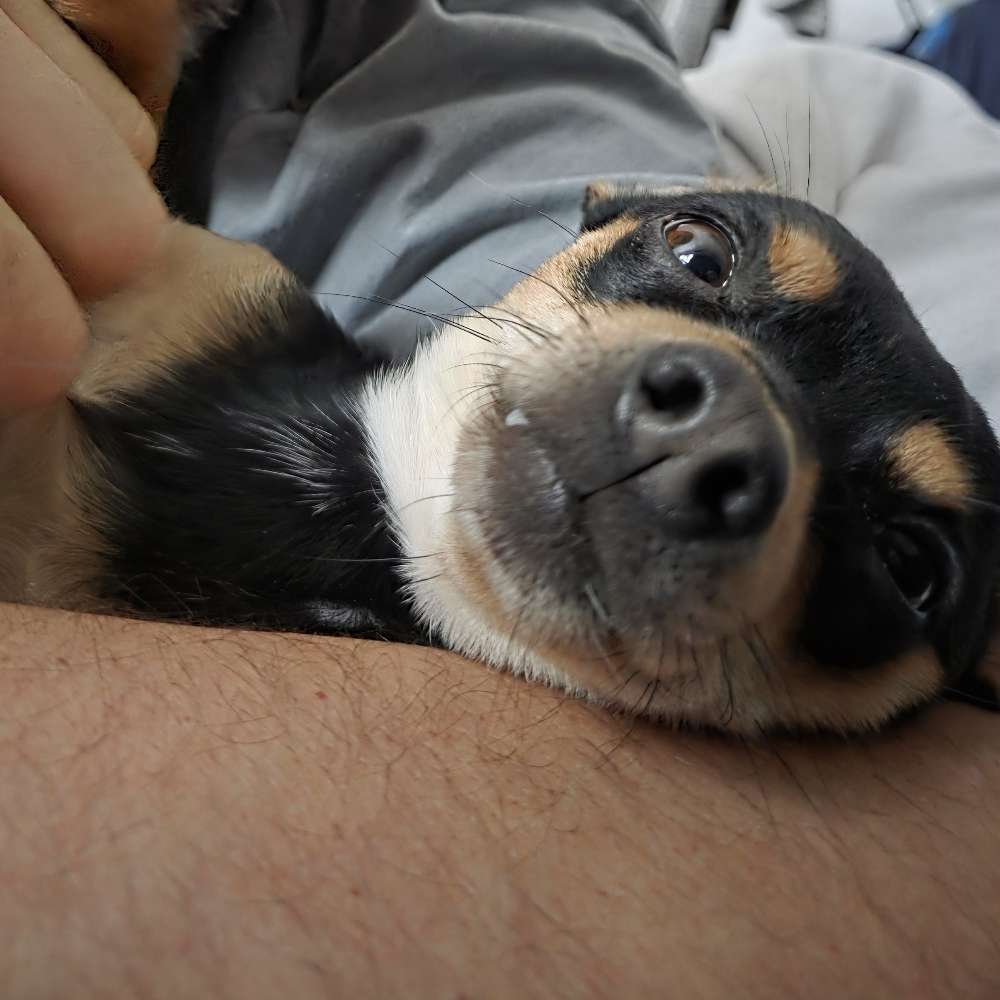 Hundetreffen-Gassigehen im Extertal 🐾-Profilbild