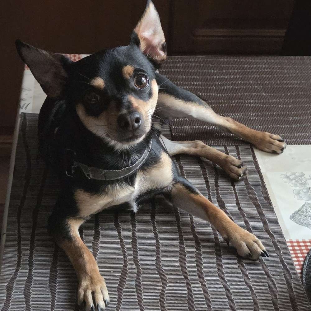 Hundetreffen-Gassigehen im Extertal 🐾-Profilbild