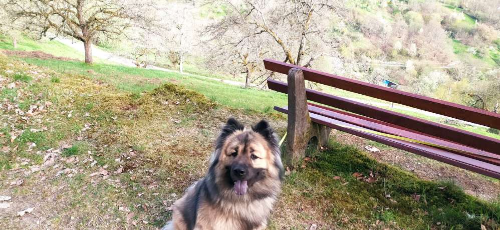 Hundetreffen-Gassi- / Spielfreund gesucht-Profilbild